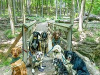 August 2026 Newsletter: Dog Walk, Neighbourhood Games & Parade!